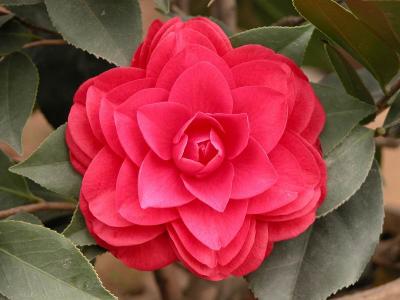 茶花